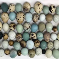 several different colored eggs with speckles and brown spots on them, all lined up in the same row