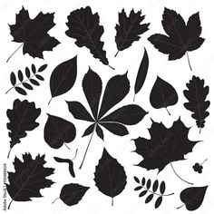 black and white silhouettes of leaves