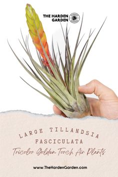 the hand is holding an air plant in it's palm leafy sprout