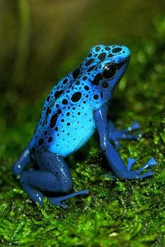 a blue and black frog sitting on moss