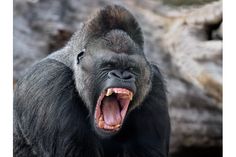 an adult gorilla with its mouth open and it's teeth wide open, showing the teeth