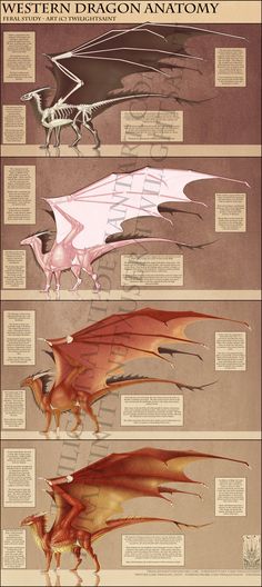 an info sheet showing different types of dragon wings