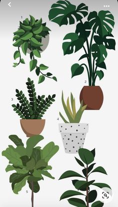 four different types of plants in pots