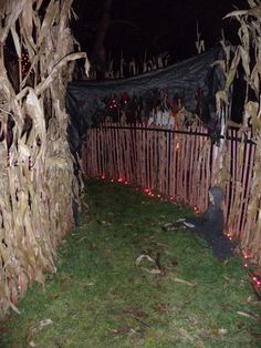 the fence is decorated with fake corn stalks and string lights at night time for halloween