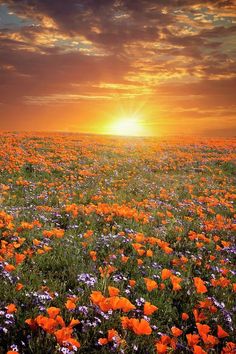 a field full of flowers with the sun setting in the background