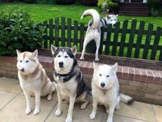 three husky dogs sitting on the ground in front of a fence and green grass behind them