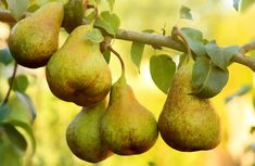 pears hanging from a tree in an orchard