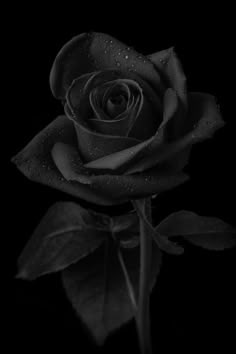 a black and white photo of a rose with the words thorns written on it