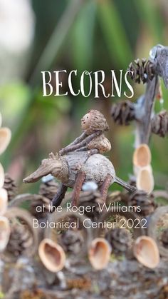 an image of a small toy on top of pine cones with text that reads becomers at the roger williams botanical center