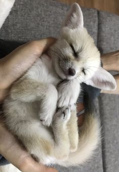 a person holding a small white kitten in their arms and sleeping on top of it's back