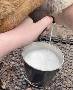 a dog drinking milk out of a bucket with its owner's hand next to it