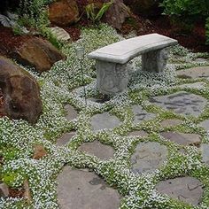 a stone bench sitting on top of a lush green field covered in white daisies