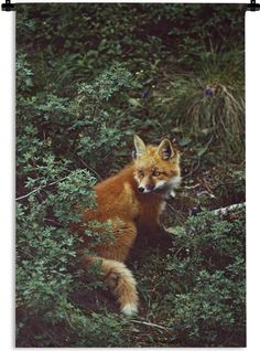 a red fox sitting in the bushes looking around