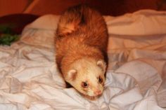 a small ferret standing on top of a white sheet