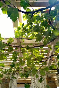 some green leaves are hanging from a pergolated roof with white curtains in the background