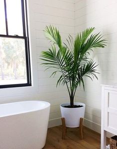 a potted plant sitting next to a white bath tub in a bathroom with wooden floors