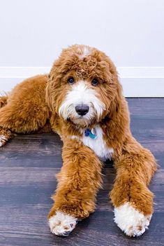 cute fluffy doodle dog like a teddy bear dog Poodle Cuts, Dog Grooming Tips