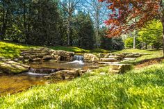 a small stream running through a lush green forest filled with lots of grass and trees