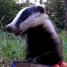 an animal that is sitting in the grass with some food on it's lap