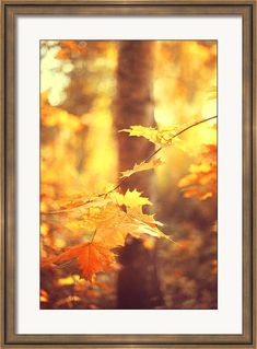 an autumn scene with leaves in the foreground and sunlight shining through the trees behind them