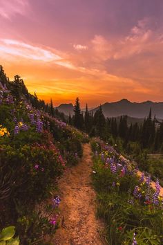 the sun is setting over mountains with wildflowers and trees on either side of the trail