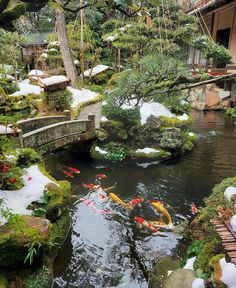 a small pond filled with lots of fish