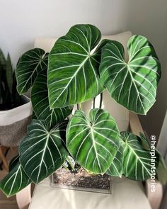 Pretty Philodendron with magnificent leaves Big Leaf Plants, Philodendron Gloriosum, Plants Are Friends, Beautiful Plants, Big Leaves