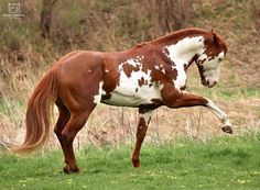 a brown and white horse standing on top of a lush green field