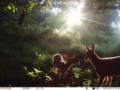 Deer Wallpaper, Trail Cam, Picture Mix, Woodland Critters, Cinnamon Girl, Lovely Creatures, One With Nature, Neil Young, Little Critter