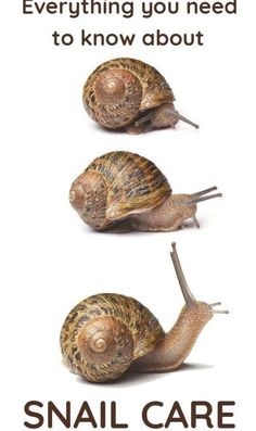 three snails are shown with the words everything you need to know about snail care on it