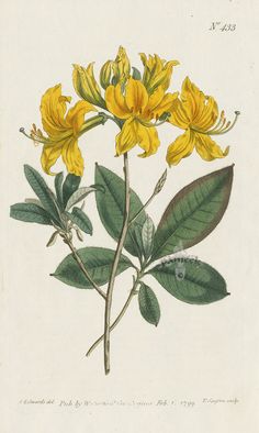 a drawing of yellow flowers with green leaves on a white background, from the natural history of plants