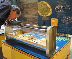 a man looking at an animal in a glass case