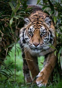 a tiger is walking through the grass and bushes with its eyes wide open to see something in the distance