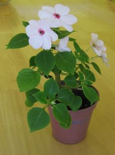 there is a small potted plant with flowers in it on the wooden table top