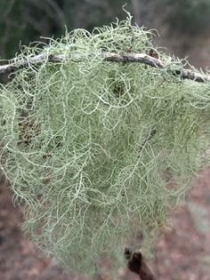 moss growing on a tree branch in the woods