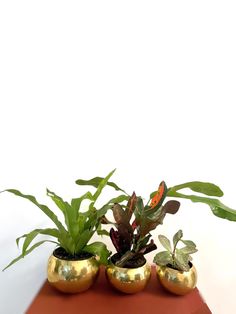 three gold pots with plants in them on a table