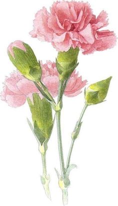 two pink carnations with green leaves are shown in this watercolor painting on paper