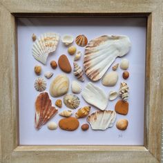 sea shells are arranged in a wooden frame