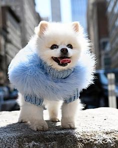 a small white dog wearing a blue sweater and standing on top of a large rock