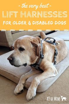 a dog laying on top of a cushion with the words, the very best lift harnesses for older and disabled dogs