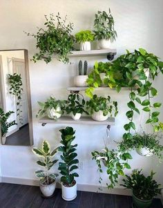 several potted plants are arranged on the wall in front of a mirror and shelf