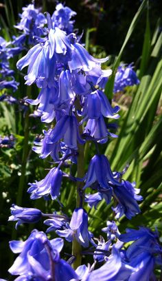 blue flowers are blooming in the garden