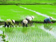 three people are working in the rice field