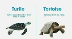 an image of turtle versus tortoise in different ways on the same page with caption