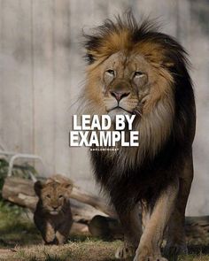 a lion walking next to a baby lion on top of a grass covered field with the words lead by example