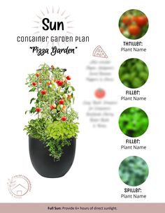 the sun container garden plan includes various plants and flowers, including tomatoes, peppers, basiles