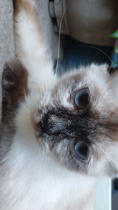 a close up of a cat's face with its paw in the air near a plant