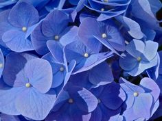 blue hydrangea flowers with white centers in the sun