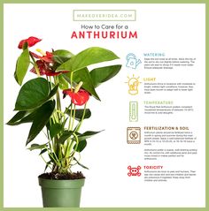 Anthirum Plant, Propagate Anthurium, Anthurium Plant Care, Anthurium Andraeanum, Flamingo Lily