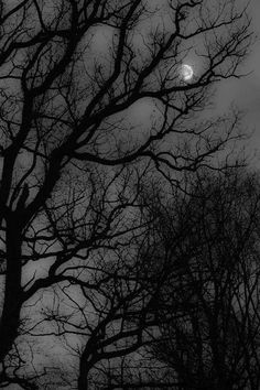 the full moon is seen through some bare trees in this black and white photo, with no leaves on it